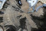 Petrified Wood (Schinoxylon) Slab - Blue Forest, Wyoming #99257-1